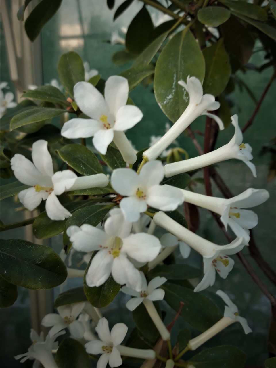 R. loranthiflorum (Vireya)